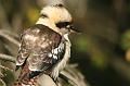 Kookaburra, Tindale Gardens IMG_6940